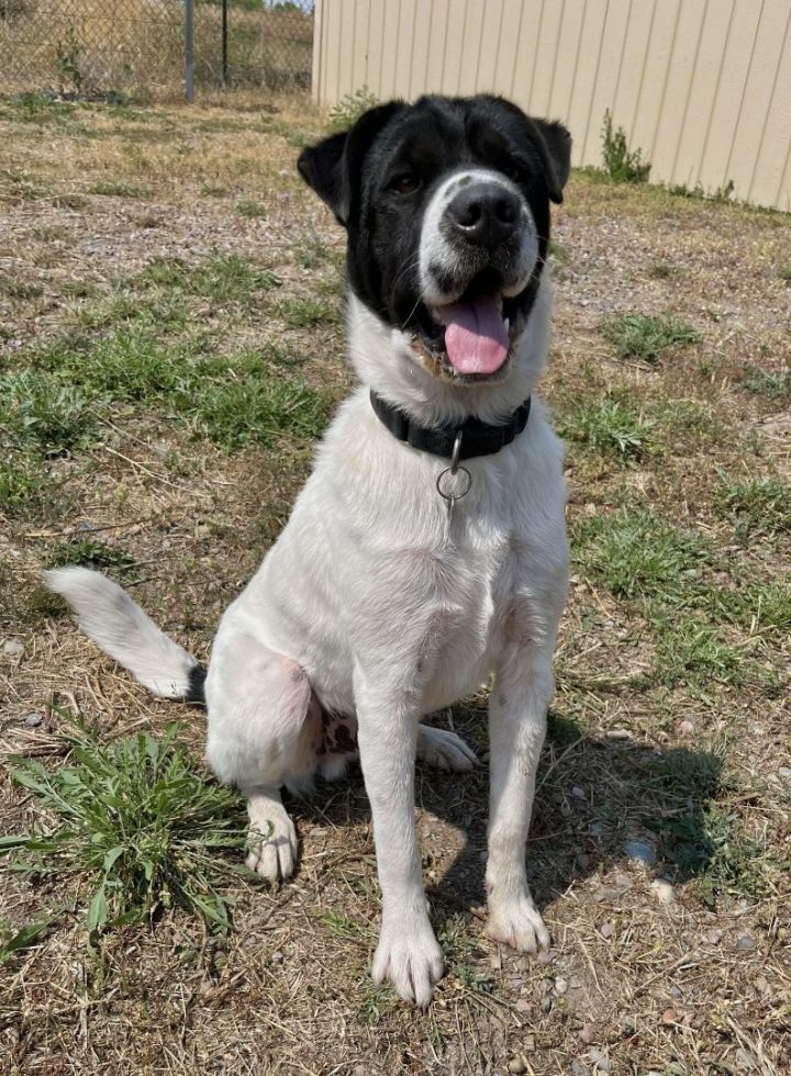 Border collie shar store pei