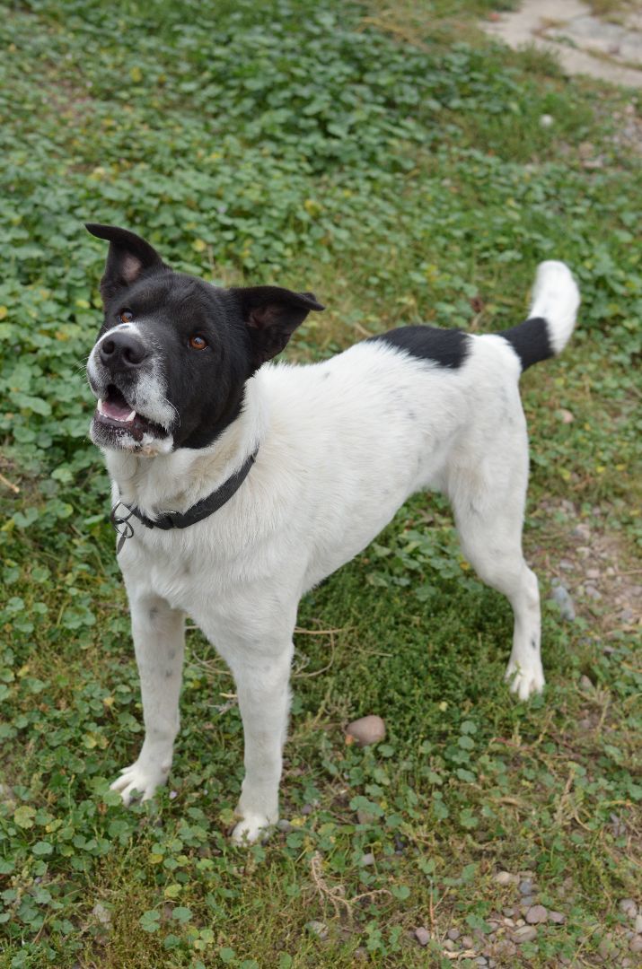 Dog for adoption Gecko, a SharPei & Border Collie Mix in Polson, MT Petfinder