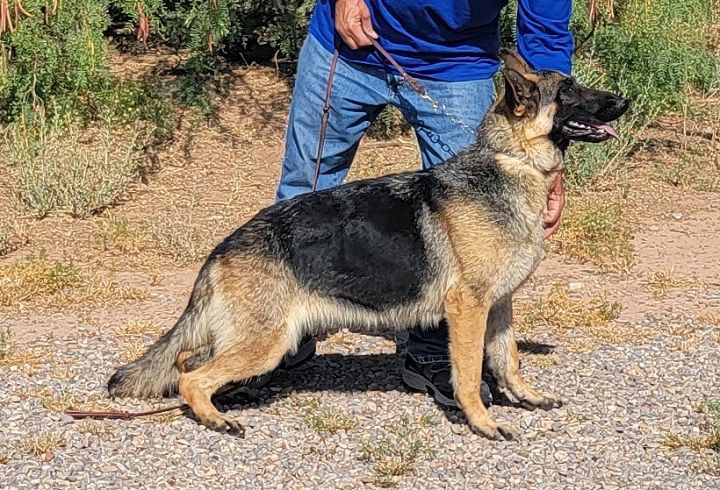 Roxy, an adoptable German Shepherd Dog in Alamogordo, NM, 88310 | Photo Image 1