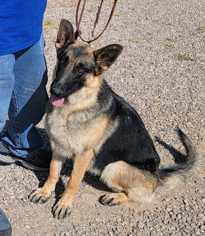 Roxy, an adoptable German Shepherd Dog in Alamogordo, NM, 88310 | Photo Image 2