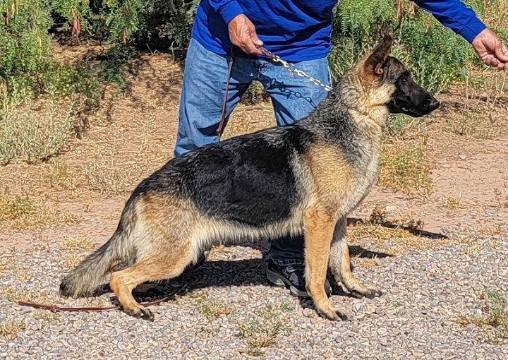Roxy, an adoptable German Shepherd Dog in Alamogordo, NM, 88310 | Photo Image 3