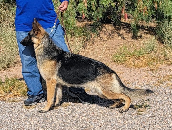 Roxy, an adoptable German Shepherd Dog in Alamogordo, NM, 88310 | Photo Image 4