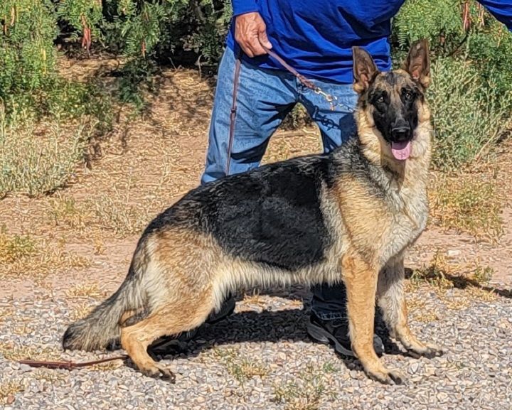 Roxy, an adoptable German Shepherd Dog in Alamogordo, NM, 88310 | Photo Image 5