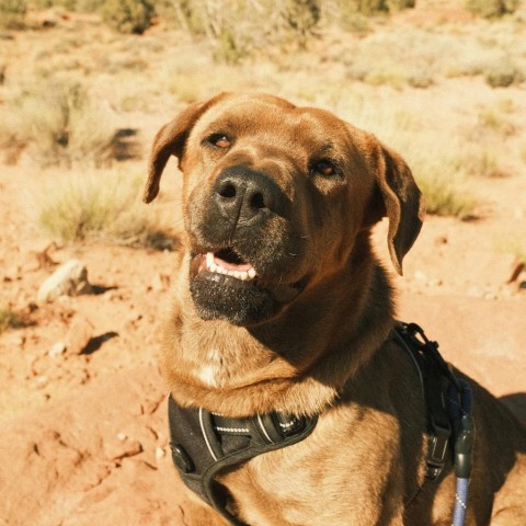 Magda, an adoptable Mixed Breed in Moab, UT, 84532 | Photo Image 3