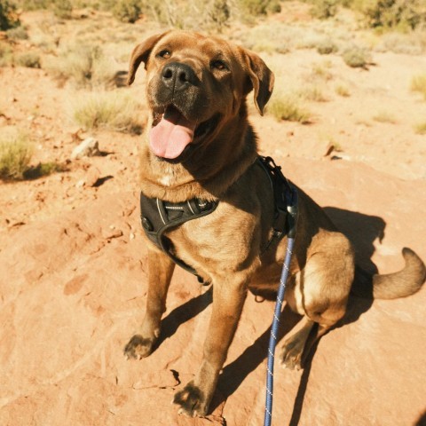 Magda, an adoptable Mixed Breed in Moab, UT, 84532 | Photo Image 4