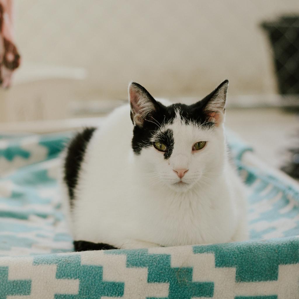 Jeremy, an adoptable Domestic Short Hair in East Smithfield , PA, 18817 | Photo Image 1