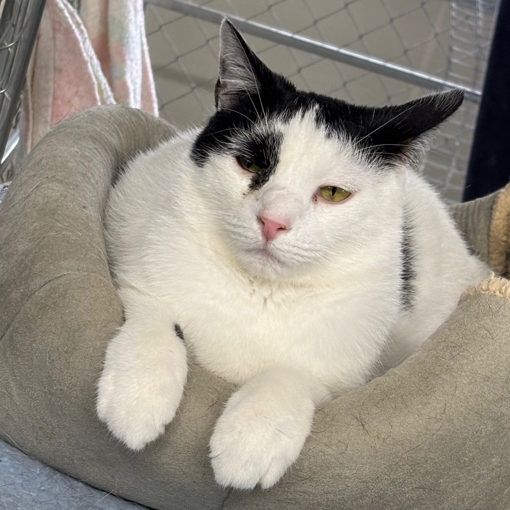 Jeremy, an adoptable Domestic Short Hair in East Smithfield , PA, 18817 | Photo Image 1
