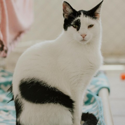 Jeremy, an adoptable Domestic Short Hair in East Smithfield, PA_image-2
