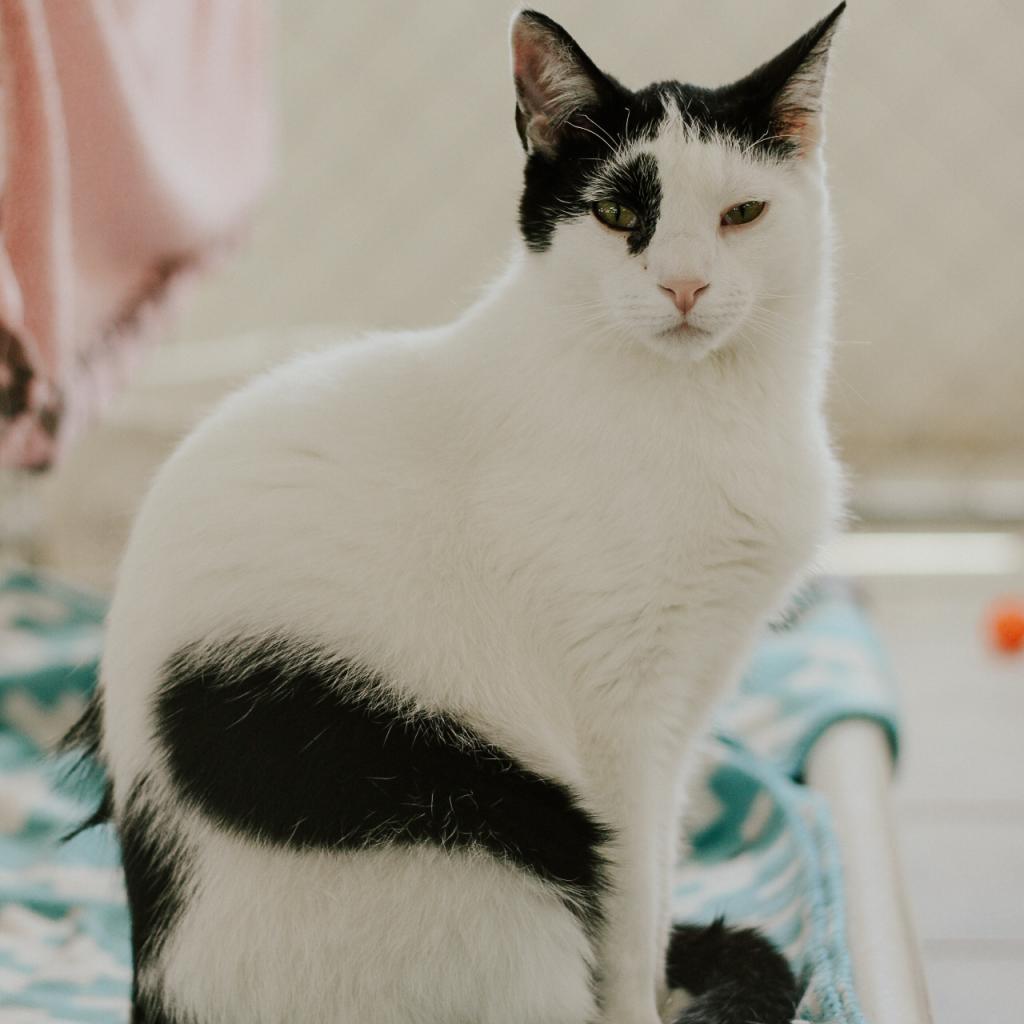 Jeremy, an adoptable Domestic Short Hair in East Smithfield , PA, 18817 | Photo Image 4