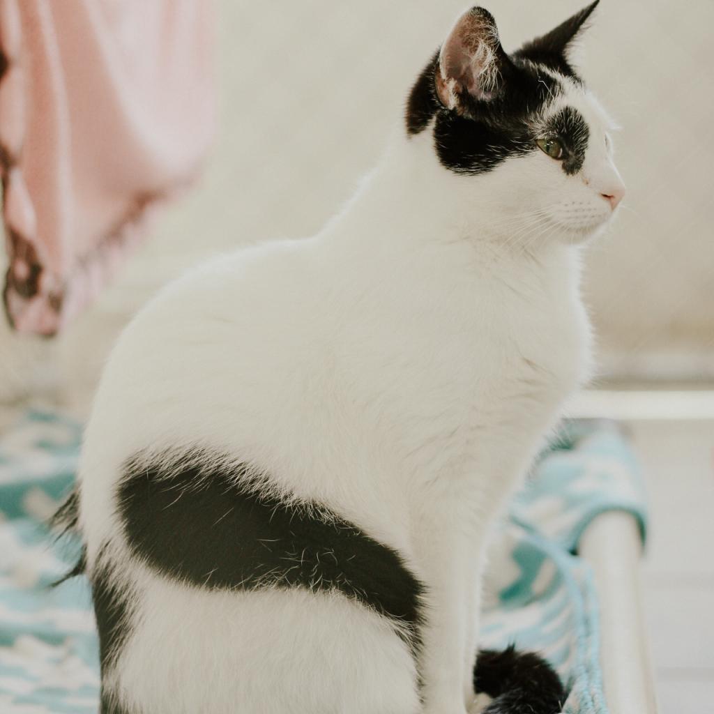 Jeremy, an adoptable Domestic Short Hair in East Smithfield , PA, 18817 | Photo Image 5
