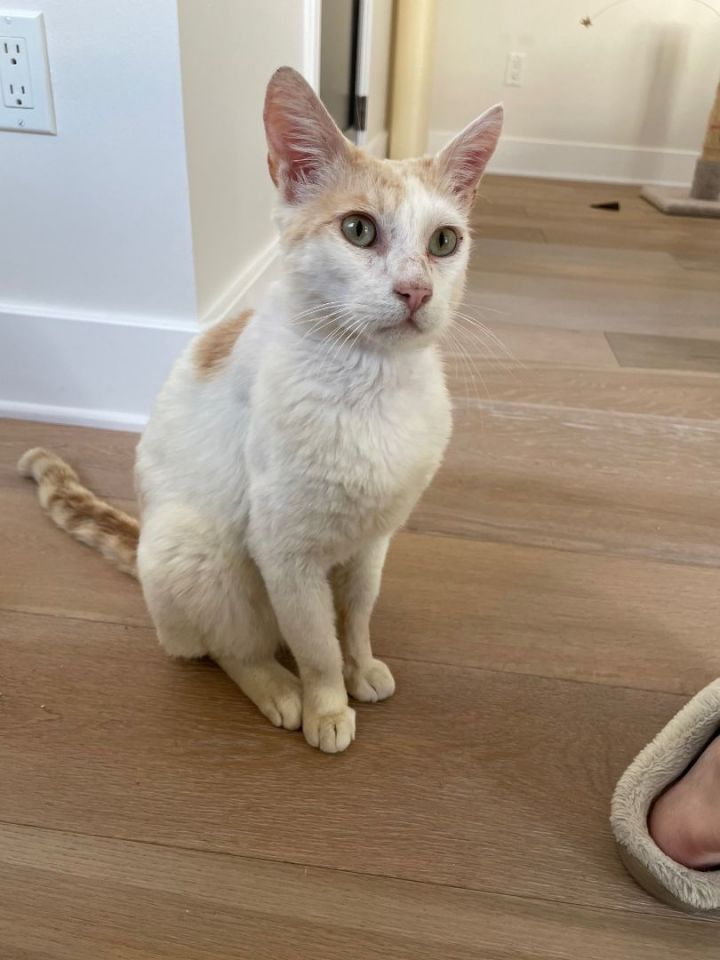 James, an adoptable Turkish Van & Domestic Short Hair Mix in Mission Hills, CA_image-2