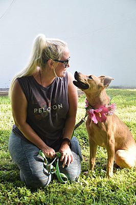 Bella, an adoptable German Shepherd Dog in Lauderhill, FL_image-4