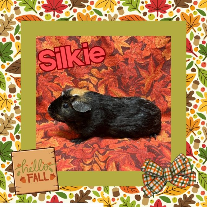 Silkie (3013)