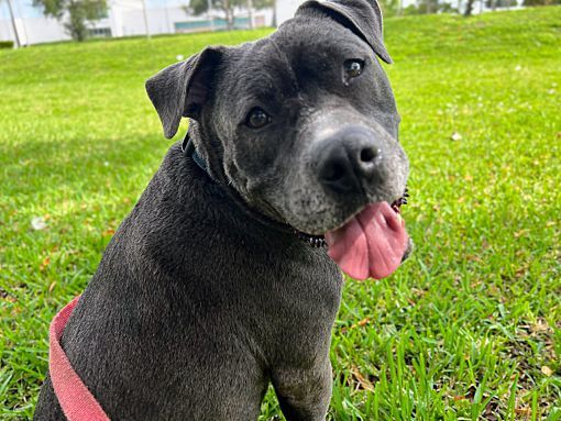 Rambo, an adoptable American Staffordshire Terrier Mix in Lauderhill, FL_image-4