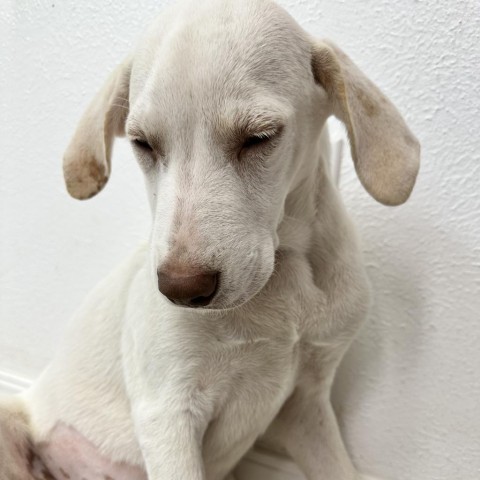 Mahtzi, an adoptable Labrador Retriever & Foxhound Mix in Dallas, TX_image-2