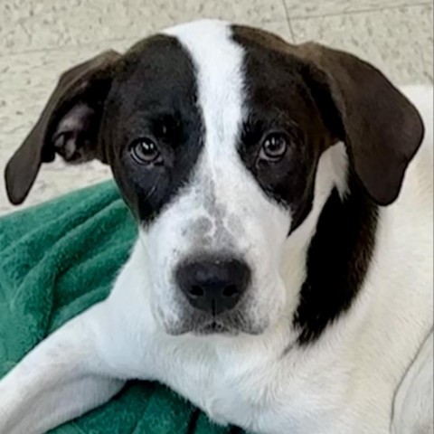 Merlot, an adoptable Labrador Retriever, Foxhound in Dallas, TX, 75201 | Photo Image 1