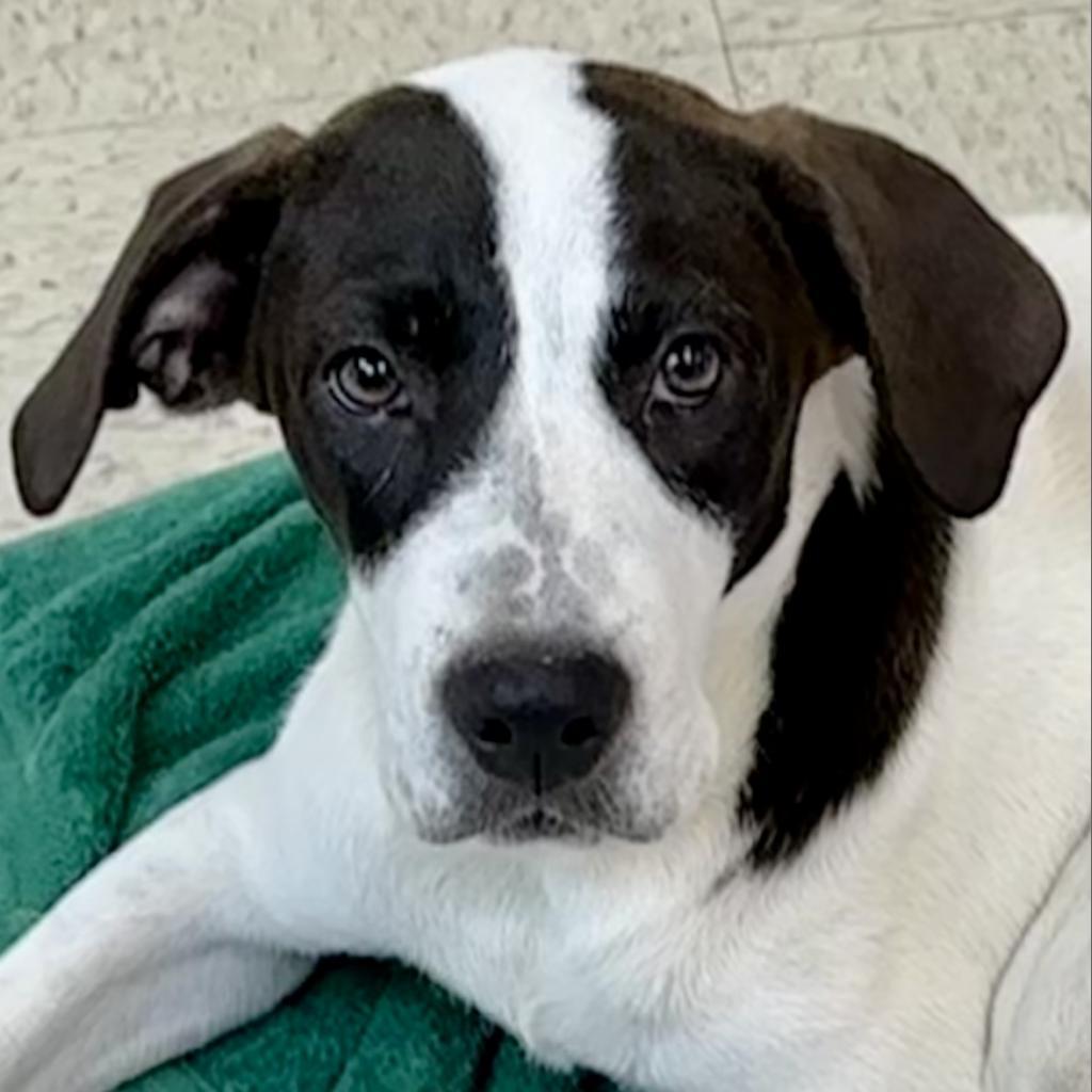 Merlot, an adoptable Labrador Retriever, Foxhound in Dallas, TX, 75201 | Photo Image 1