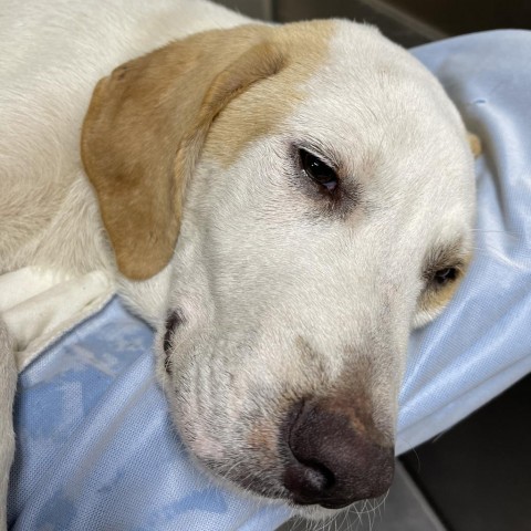 Mindel, an adoptable Labrador Retriever, Foxhound in Dallas, TX, 75201 | Photo Image 2