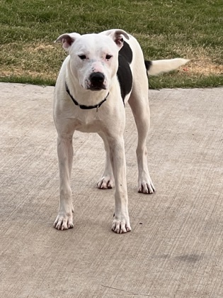 Cassian, an adoptable Labrador Retriever & Dogo Argentino Mix in Fort Worth, TX_image-1