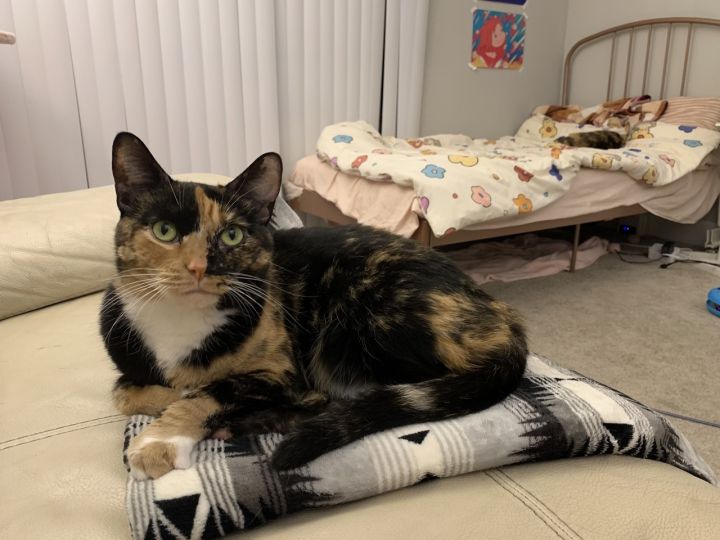 Tigeress (and Chocolate), an adopted Calico in Los Angeles, CA_image-5