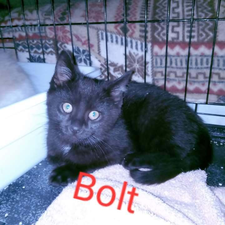 Bolt, an adoptable Siamese Mix in Brownsville, PA_image-2