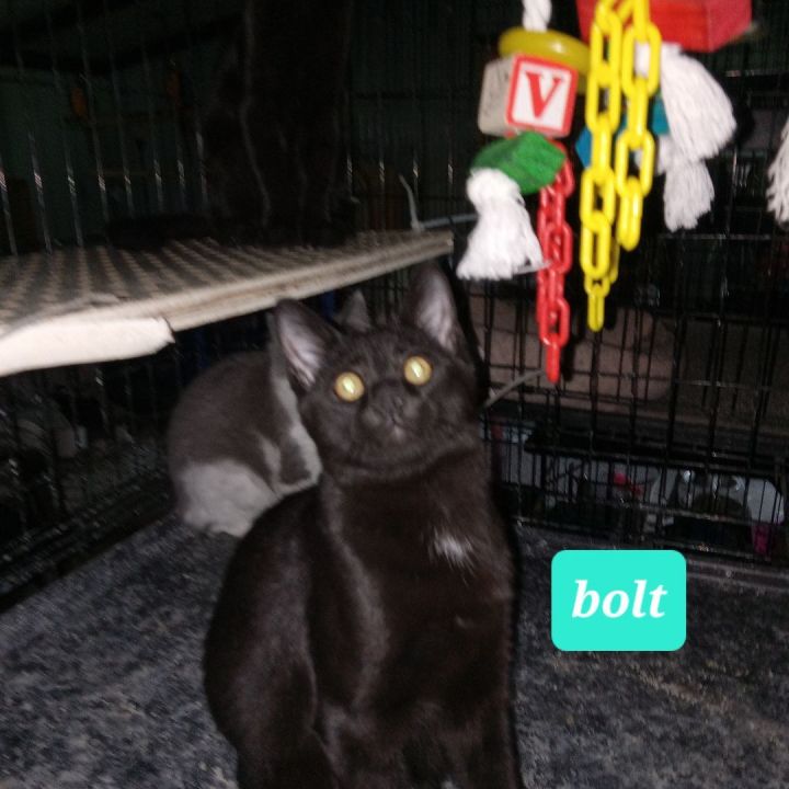 Bolt, an adoptable Siamese Mix in Brownsville, PA_image-4
