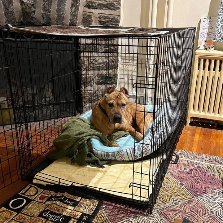 SHIBA!, an adoptable Pit Bull Terrier Mix in Philadelphia, PA_image-3