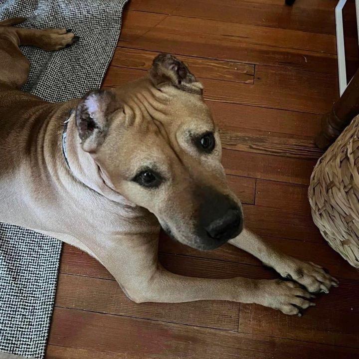 SHIBA!, an adoptable Pit Bull Terrier Mix in Philadelphia, PA_image-5