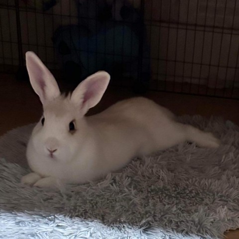Crystal, an adoptable Bunny Rabbit in Carmel , CA_image-5