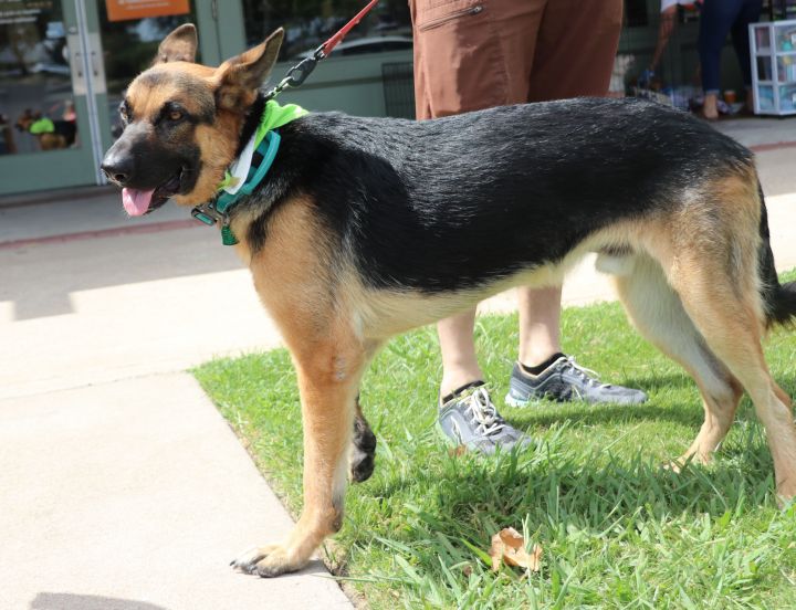 Loki Doki, an adoptable German Shepherd Dog Mix in Pflugerville, TX_image-2