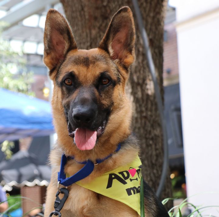 Loki Doki, an adoptable German Shepherd Dog Mix in Pflugerville, TX_image-4