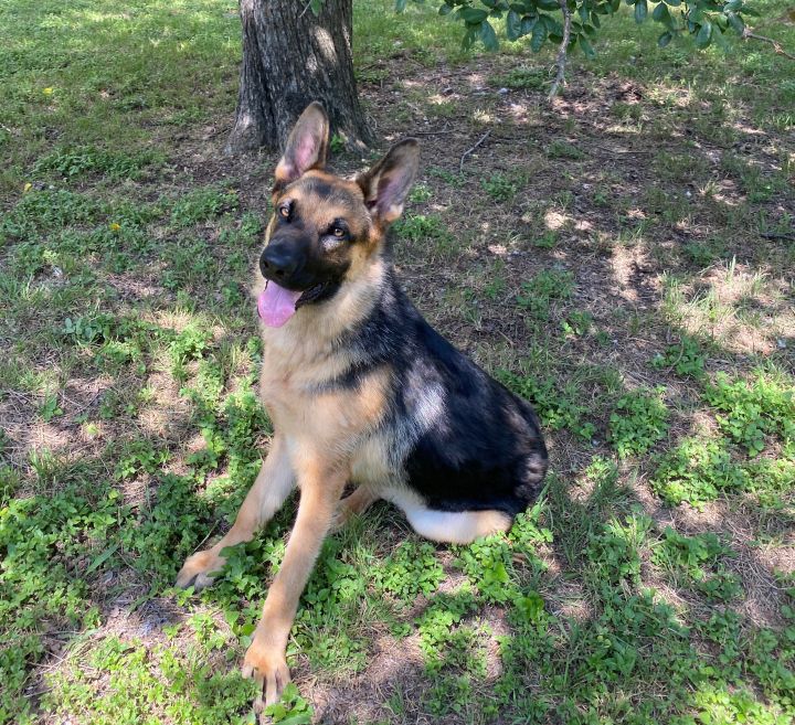 Loki Doki, an adoptable German Shepherd Dog Mix in Pflugerville, TX_image-5
