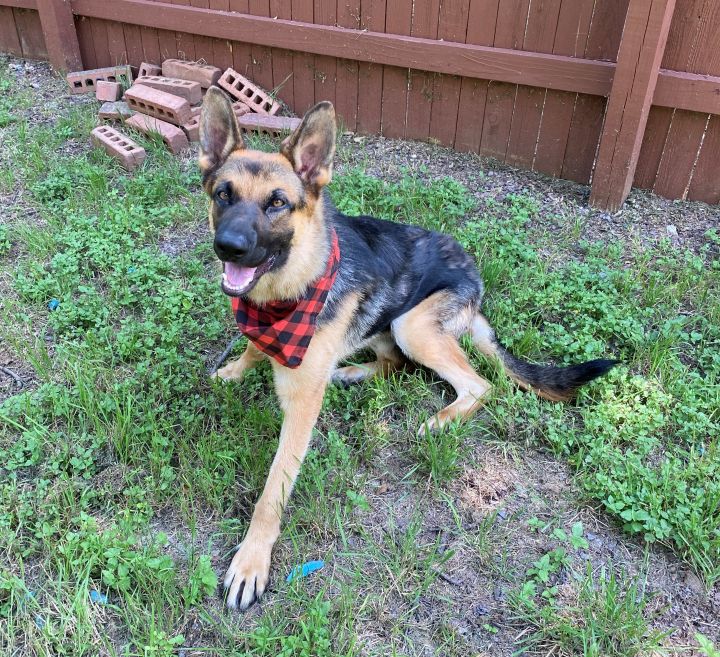 Loki Doki, an adoptable German Shepherd Dog Mix in Pflugerville, TX_image-6