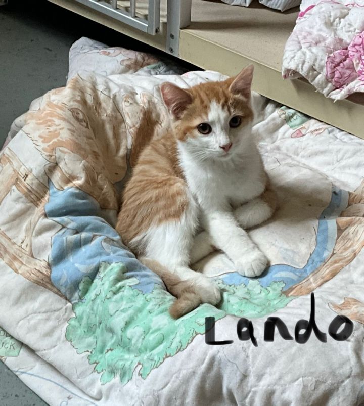 Lando, an adoptable Domestic Short Hair & Tabby Mix in Avonmore, PA_image-1