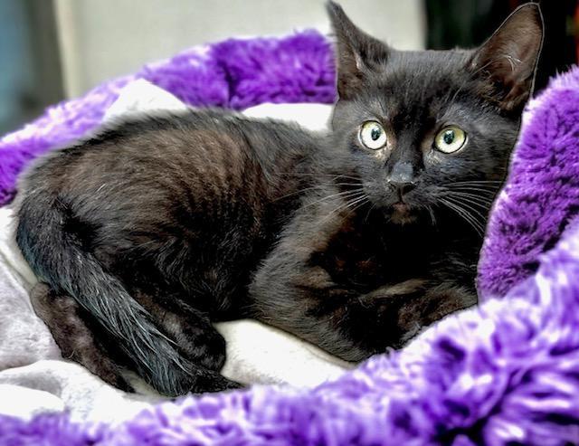 Graham Cracker, an adoptable Domestic Short Hair in West Hills, CA, 91307 | Photo Image 1