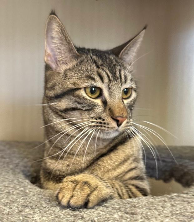 Nicholas, an adoptable Tabby in West Hills, CA, 91307 | Photo Image 2