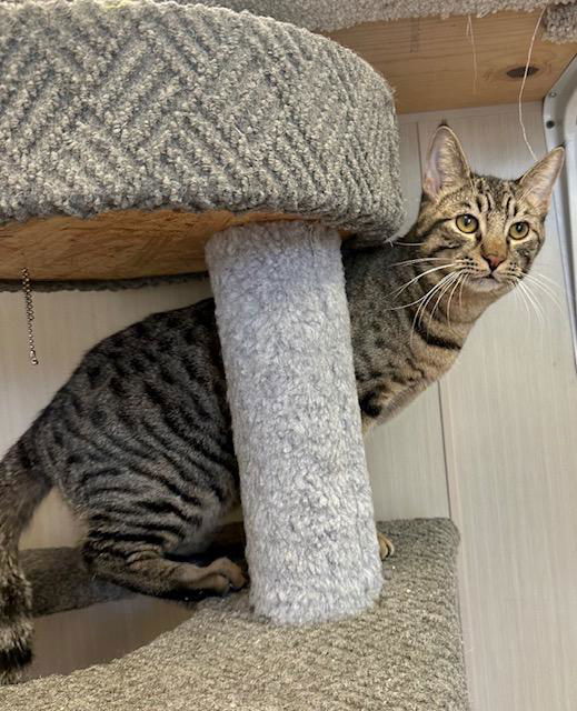 Nicholas, an adoptable Tabby in West Hills, CA, 91307 | Photo Image 3