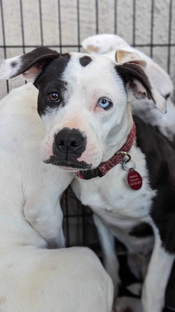 Vivian Leigh, an adoptable Pit Bull Terrier Mix in Waggaman, LA_image-2