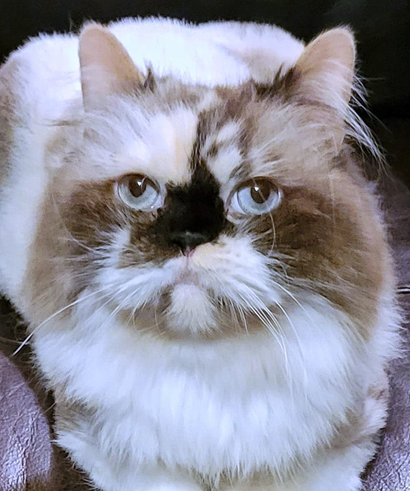 South texas hot sale persian rescue