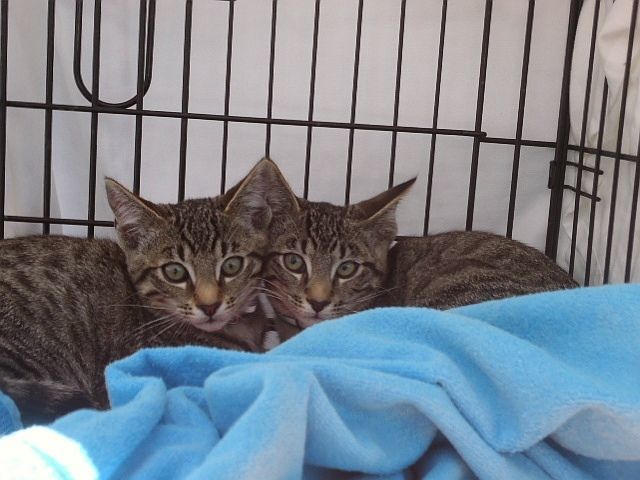 Nib and Quill, an adopted Domestic Short Hair & Tabby Mix in Berkeley, CA_image-1