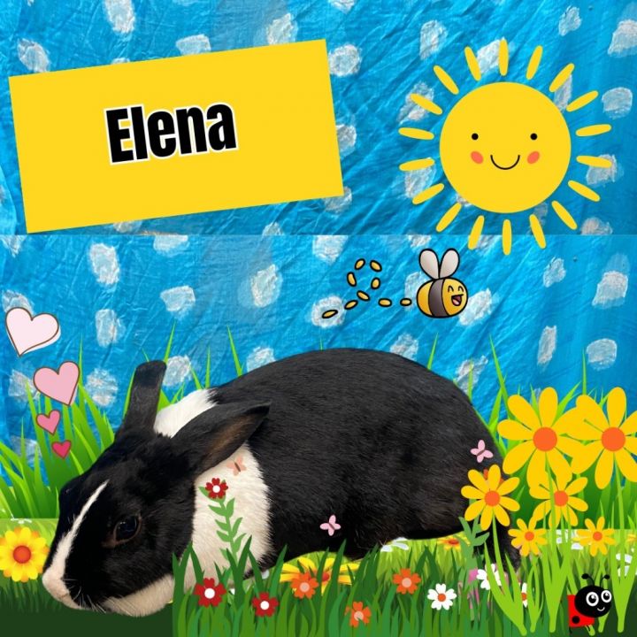 Elena 2