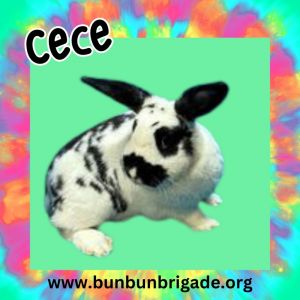 CeCe