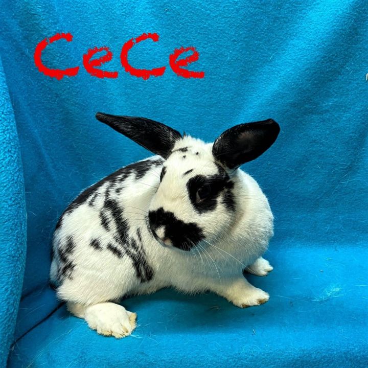 CeCe, an adoptable English Spot in Elizabethtown, KY_image-2