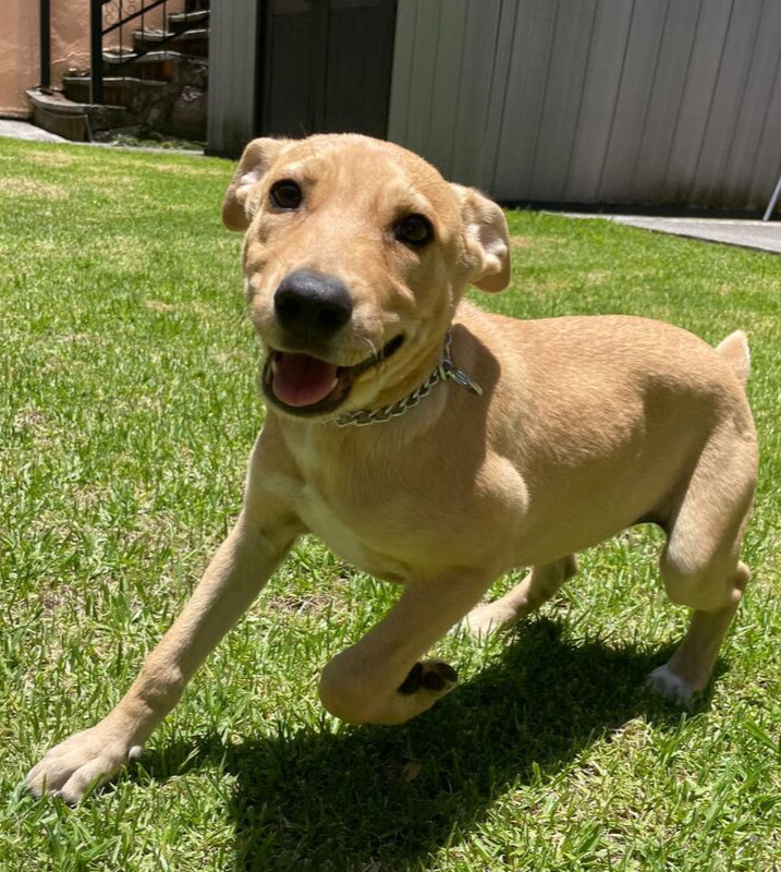 ROBBIE, an adoptable Labrador Retriever Mix in Jardines de San Manuel, PUE_image-1