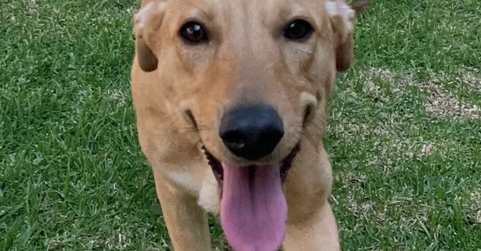 ROBBIE, an adoptable Labrador Retriever Mix in Jardines de San Manuel, PUE_image-2