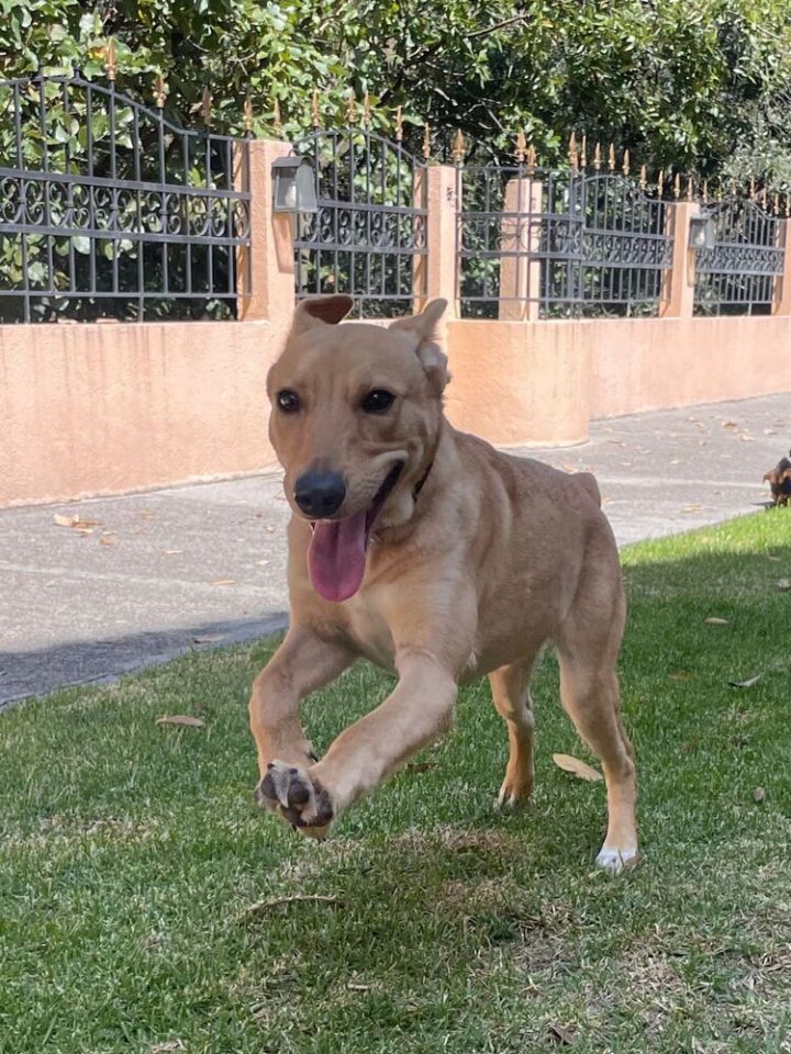 ROBBIE, an adoptable Labrador Retriever Mix in Jardines de San Manuel, PUE_image-4
