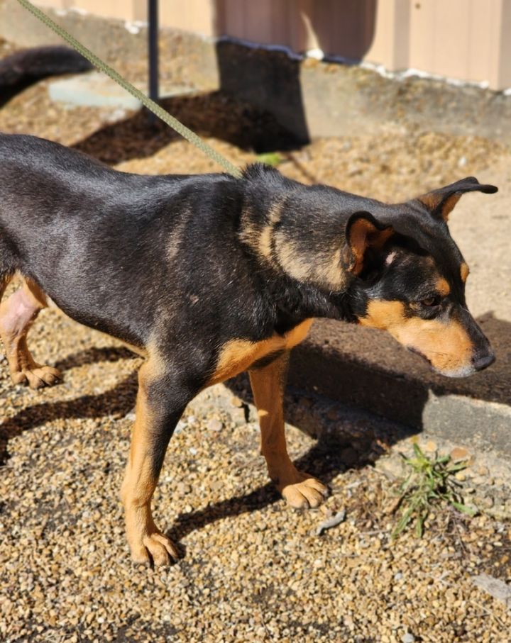 Stitch, an adoptable German Shepherd Dog & Labrador Retriever Mix in Waterloo, IN_image-2