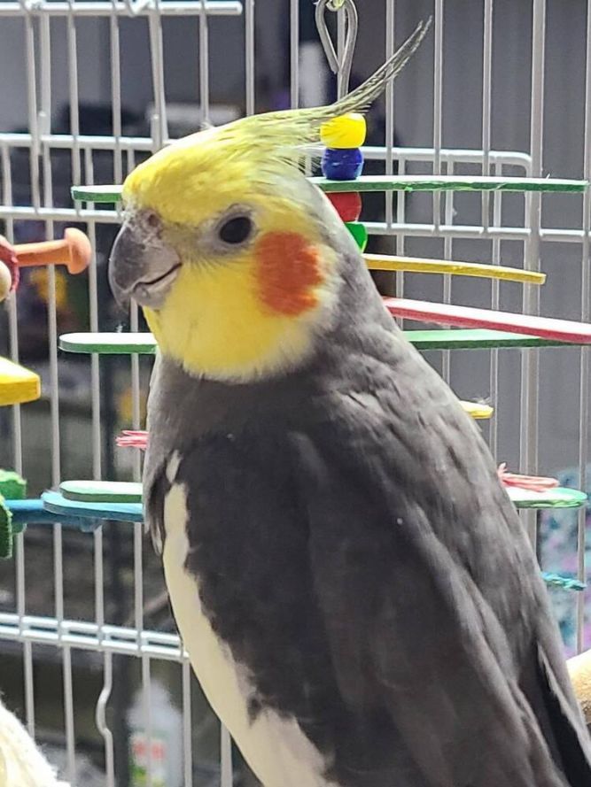 Cockatiel (Reese)