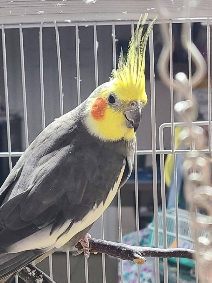 Cockatiel (Diesel) 1