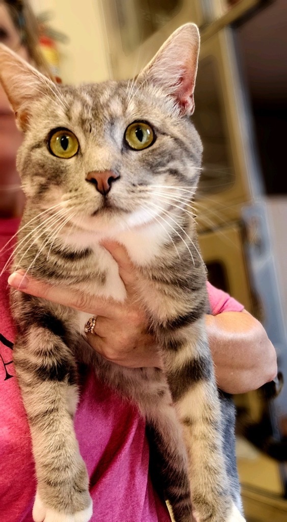 Meow, an adoptable Domestic Short Hair in Blountville, TN_image-5